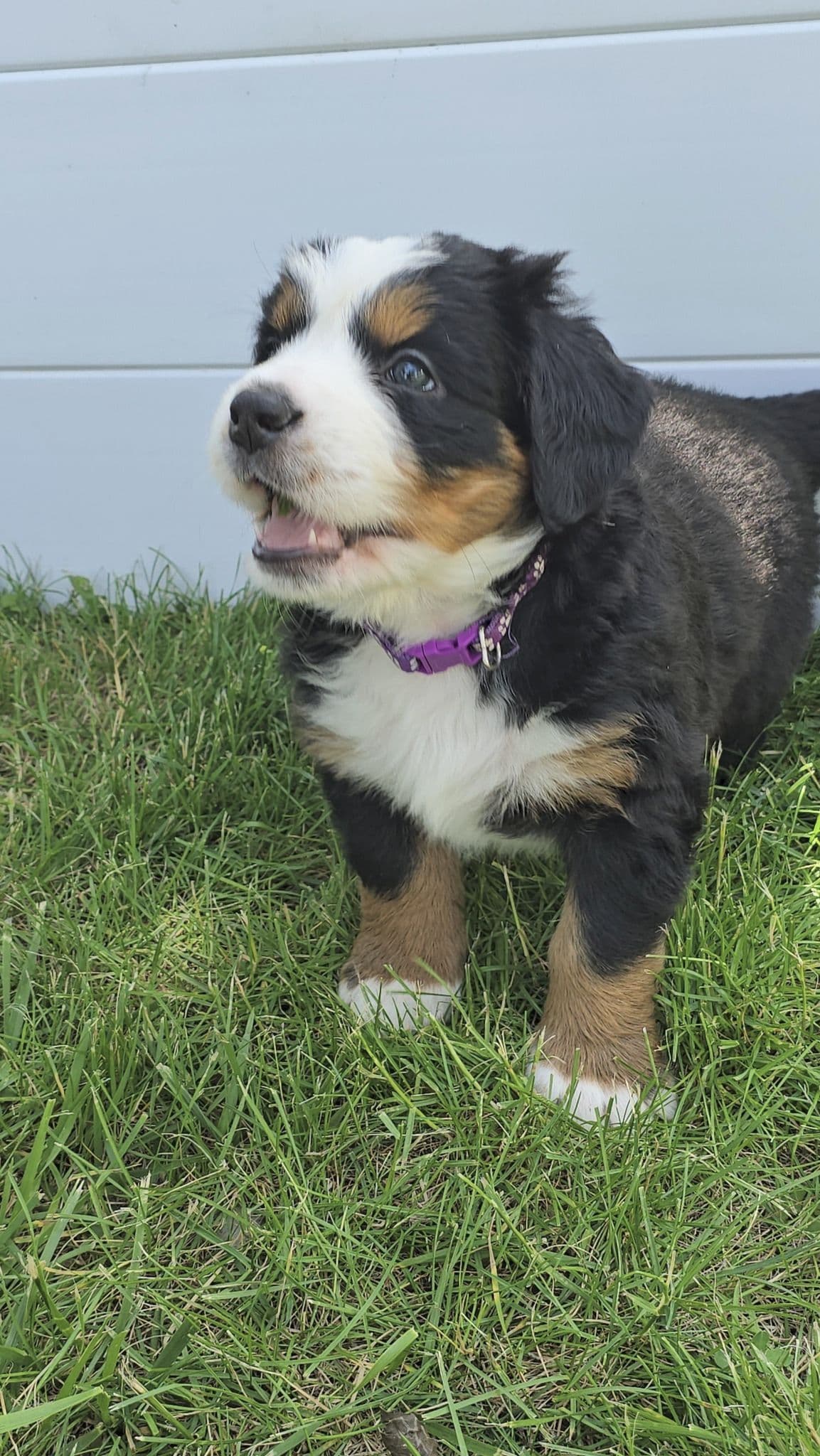 Bernese Mountain Dog Puppies breeder image 4