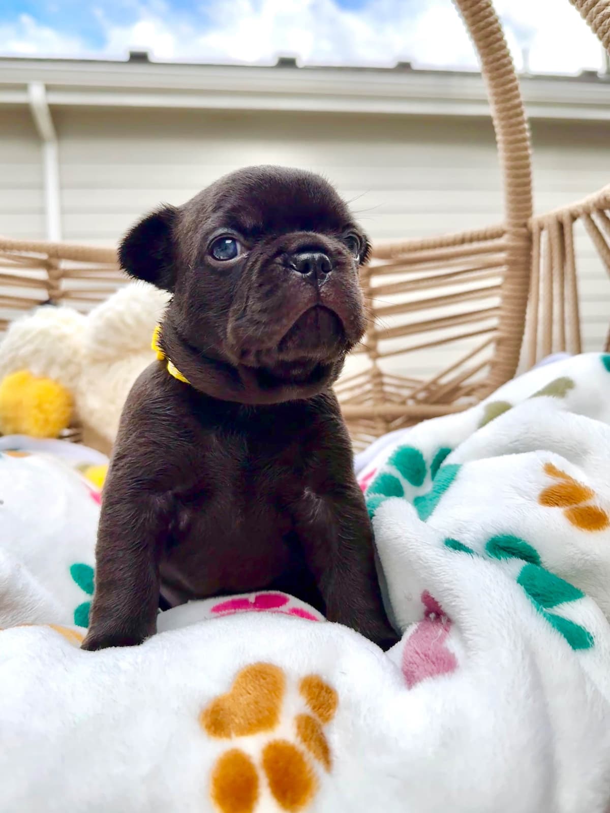 AKC French Bulldog Puppies – Health Tested, Home Raised breeder image 3