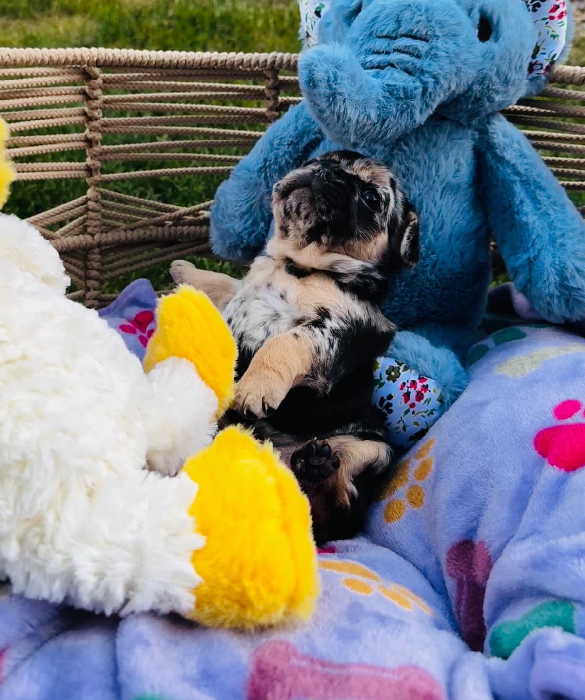 AKC French Bulldog Puppies – Health Tested, Home Raised breeder image 9