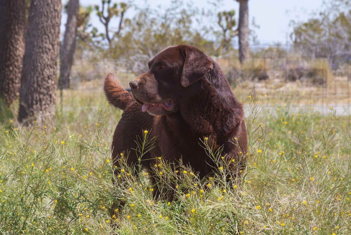 Labrador Retriever Puppies breeder image 1