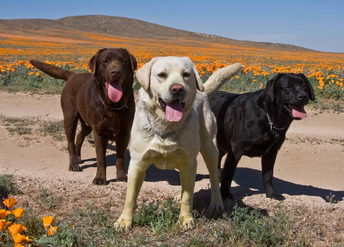 Labrador Retriever Puppies breeder image 8