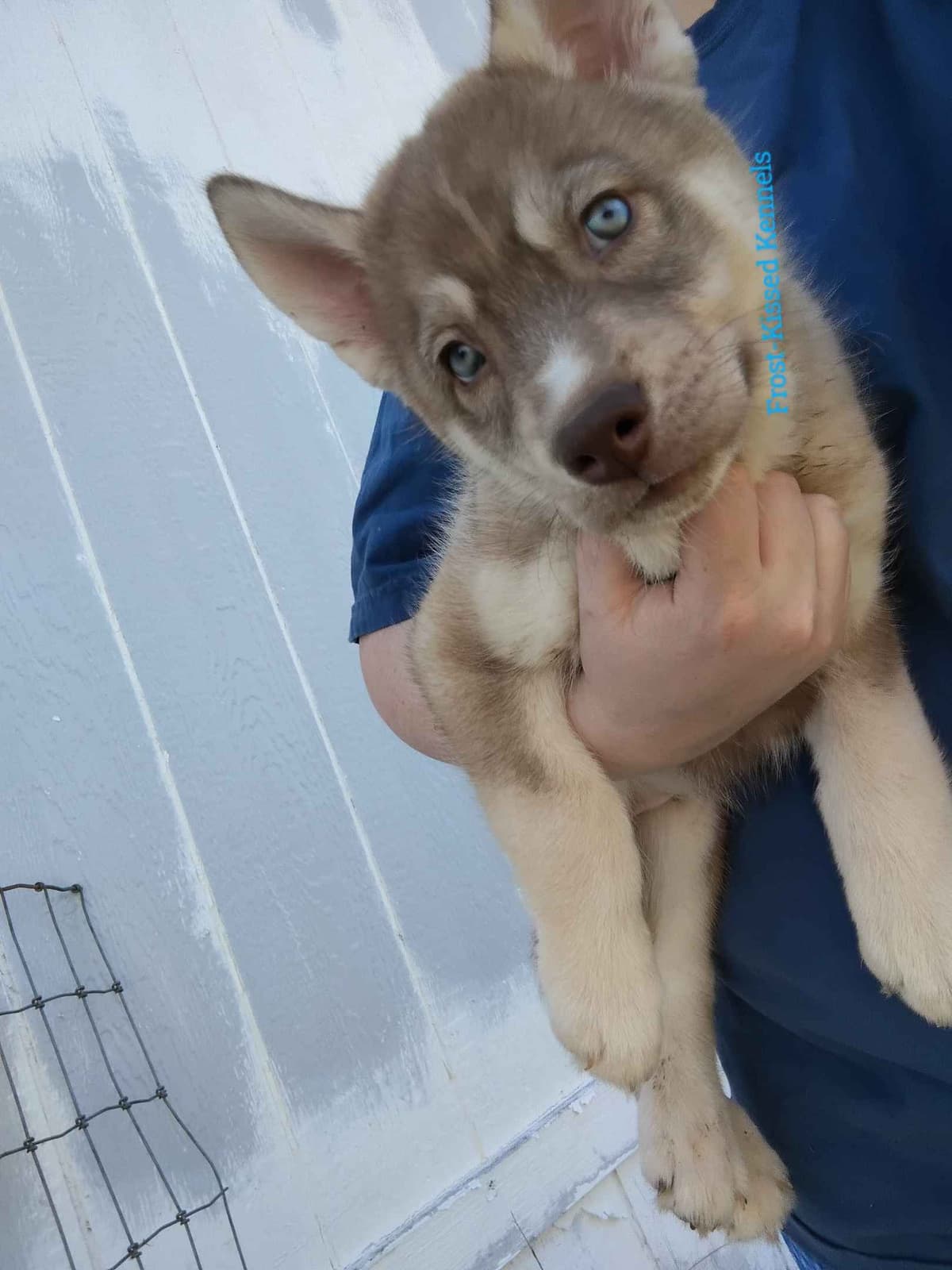 Siberian Husky Puppies breeder image 1