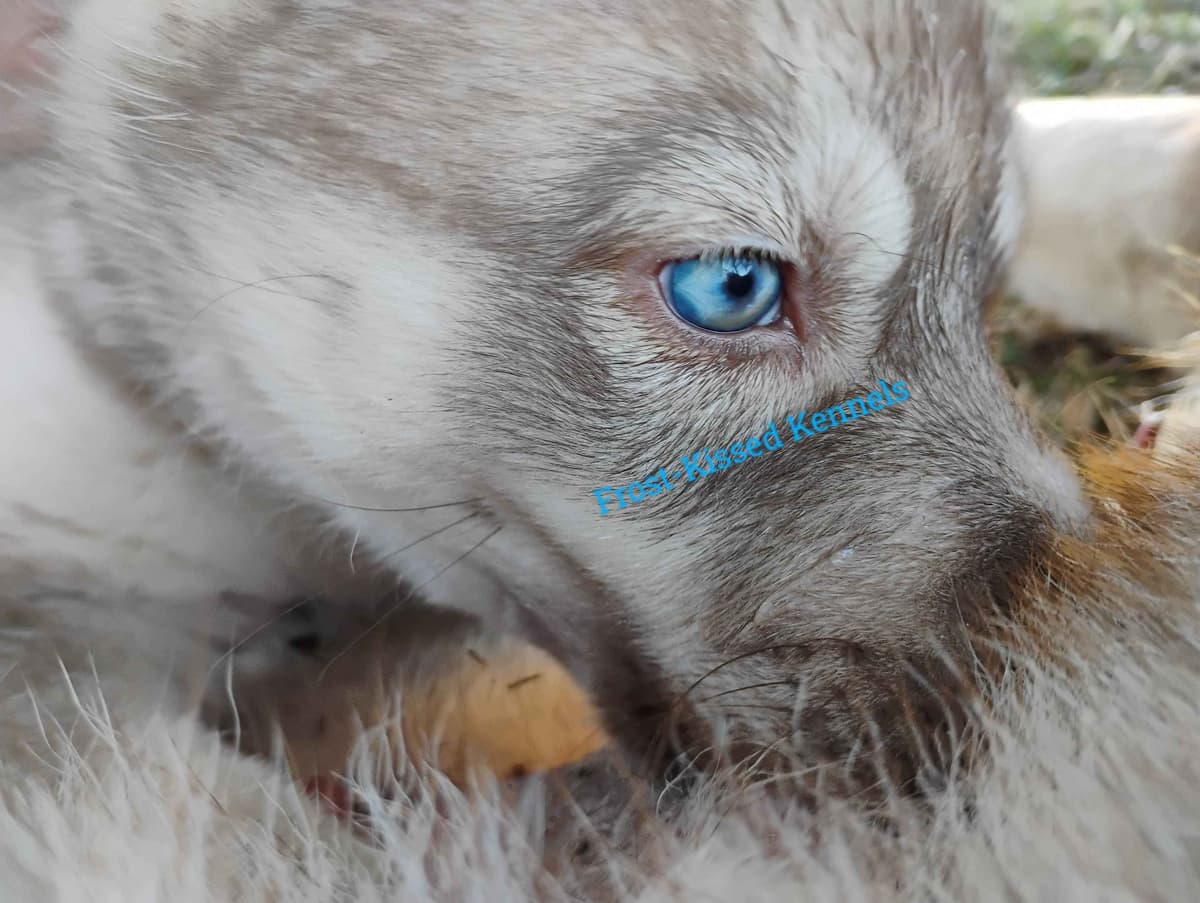 Siberian Husky Puppies breeder image 13