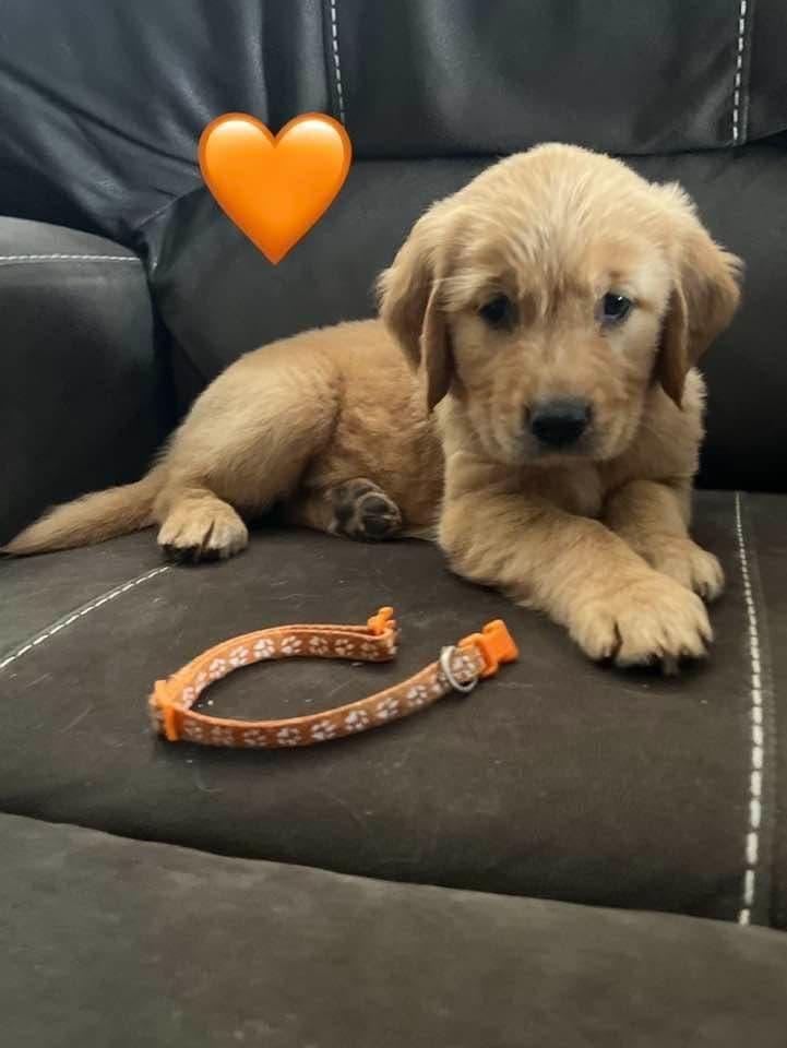 Golden Retriever Puppies breeder image 4