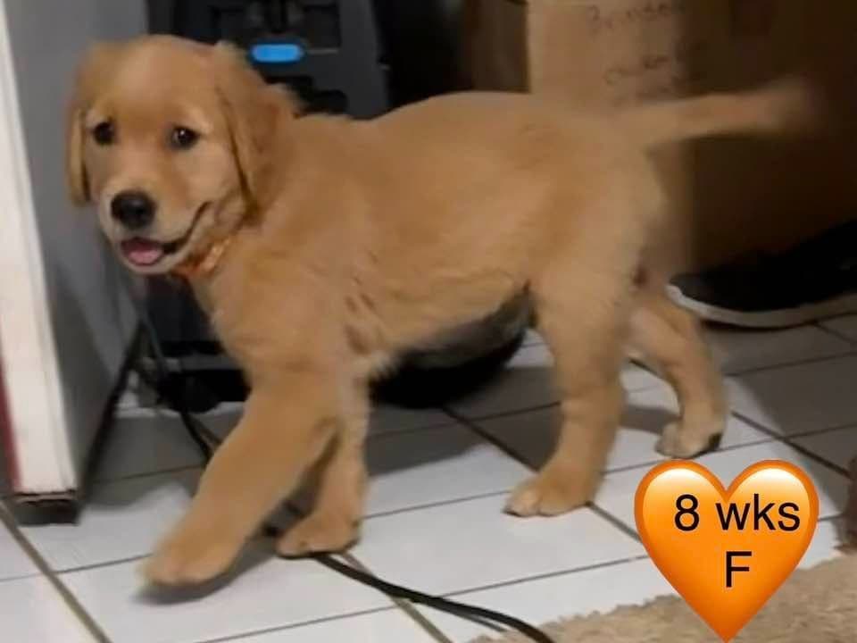Golden Retriever Puppies breeder image 16