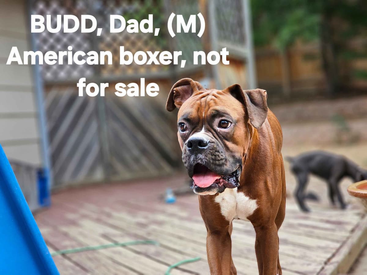 Boxer Puppies breeder image 1