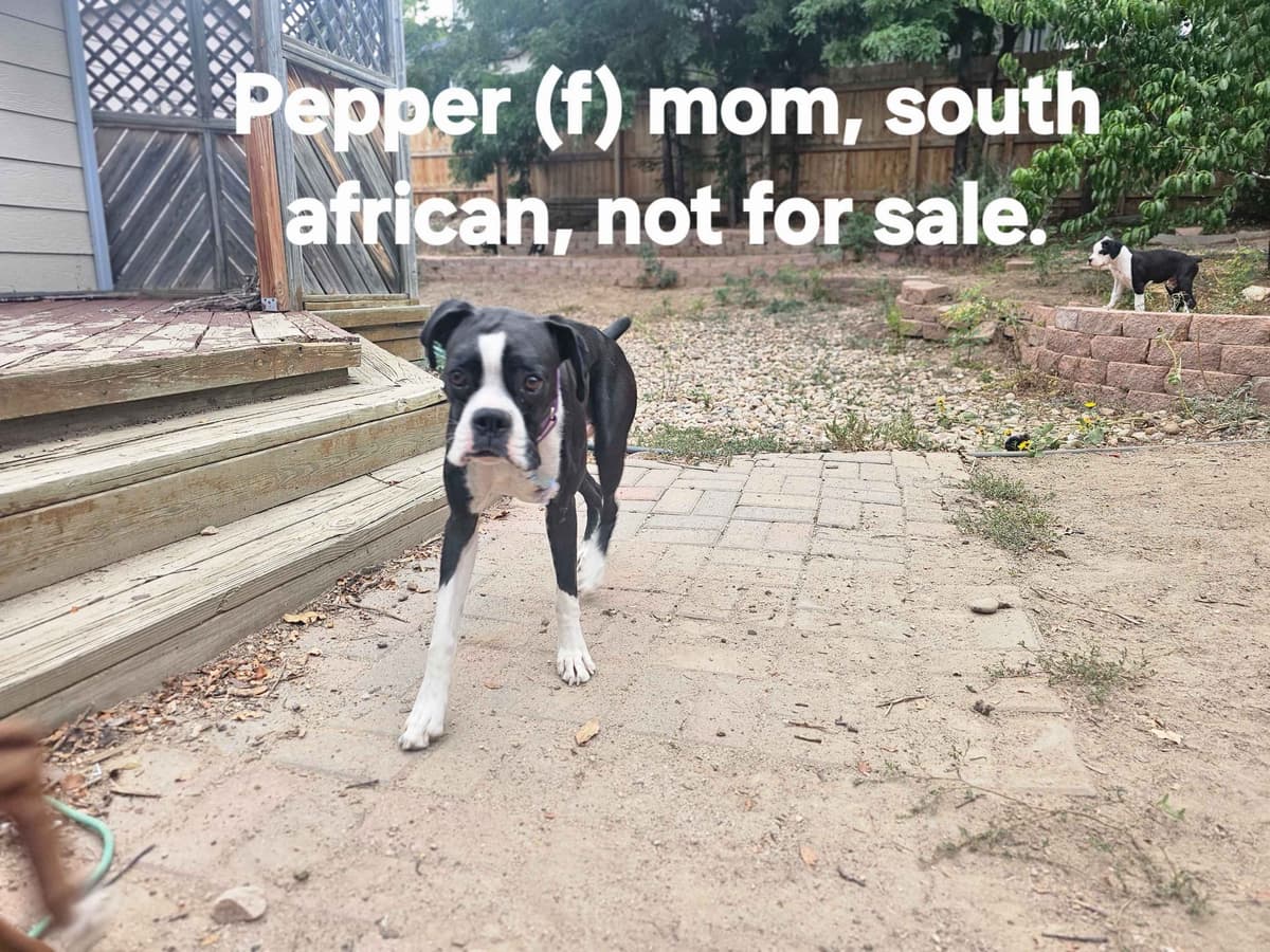 Boxer Puppies breeder image 3