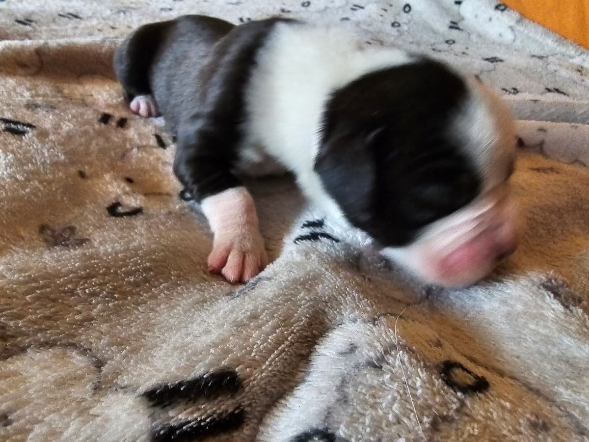 Boxer Puppies breeder image 13