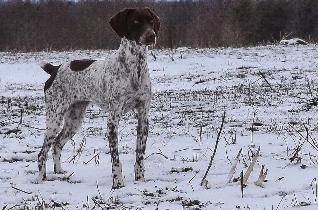 German Shorthaired Pointer Puppies breeder image 6