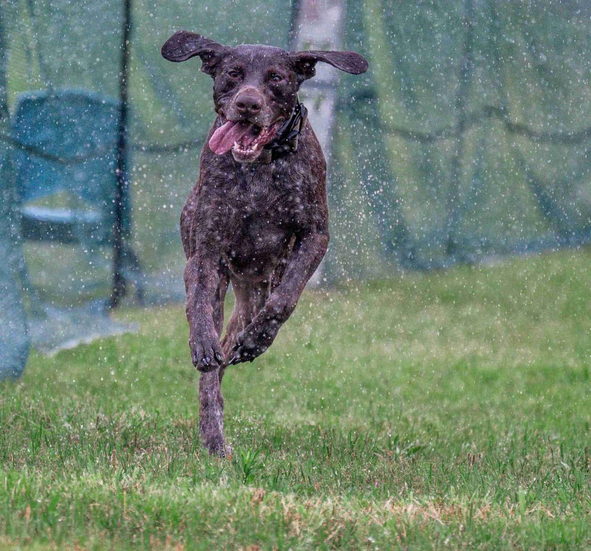 German Shorthaired Pointer Puppies breeder image 9