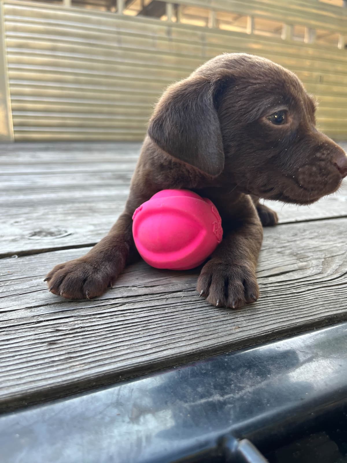 Chocolate Labrador Retriever Puppies breeder image 2