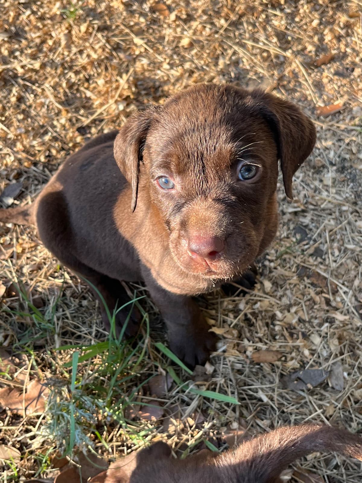 Chocolate Labrador Retriever Puppies breeder image 3