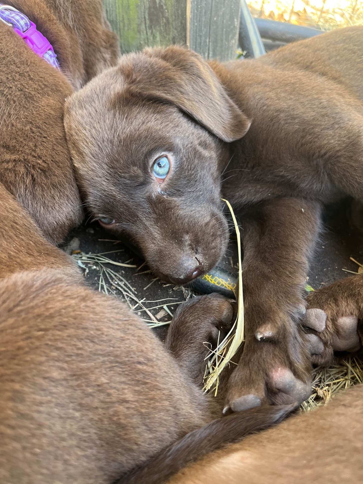 Chocolate Labrador Retriever Puppies breeder image 6