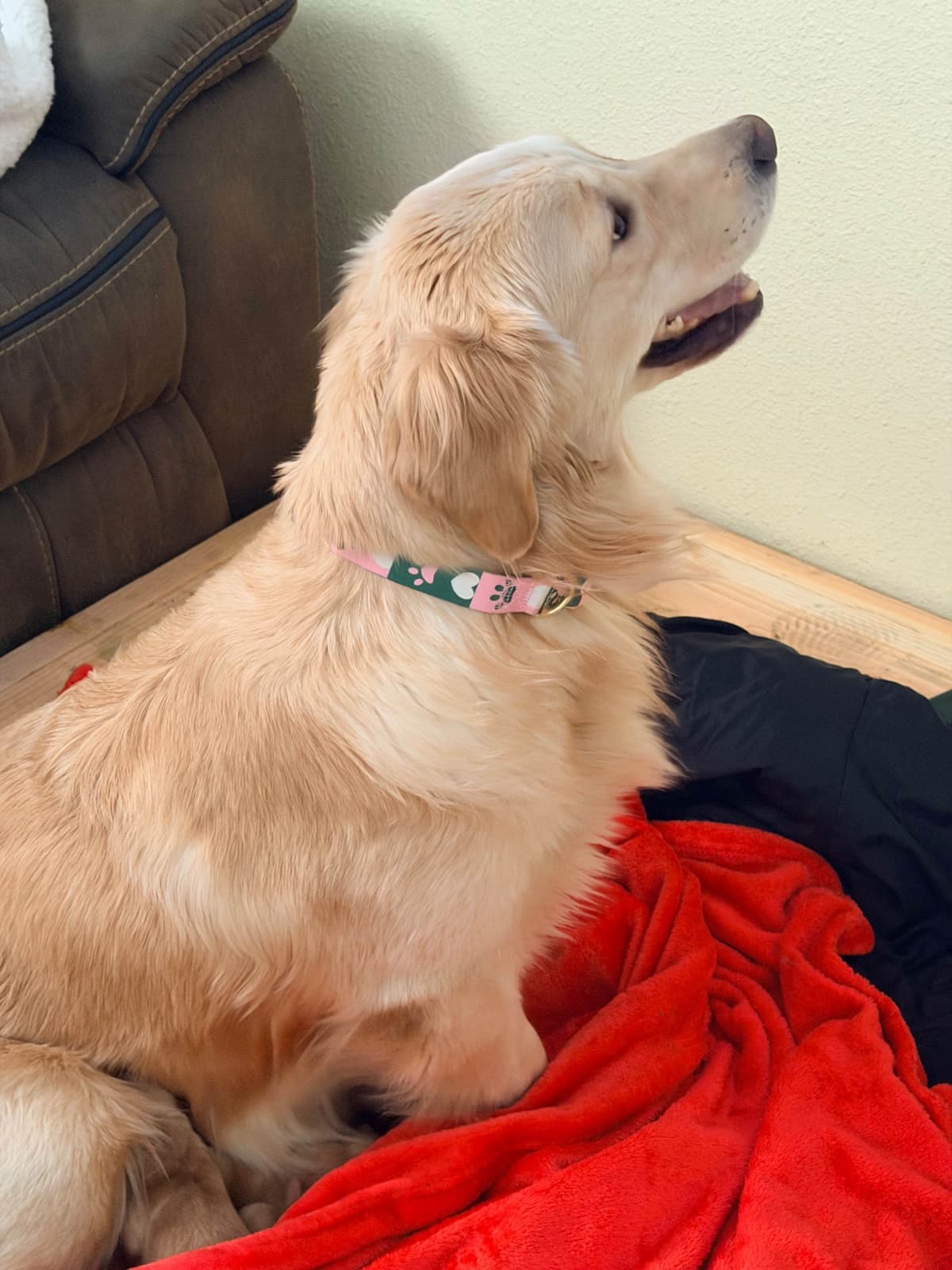 Golden Retriever Puppies breeder image 14