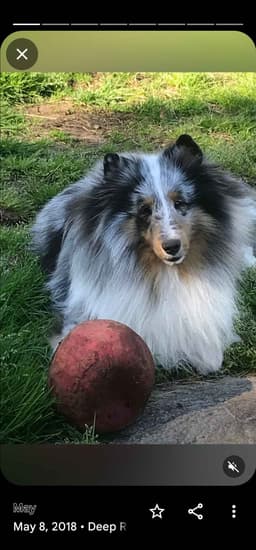 NOKOMIS SHELTIES Cathy DesLauriers