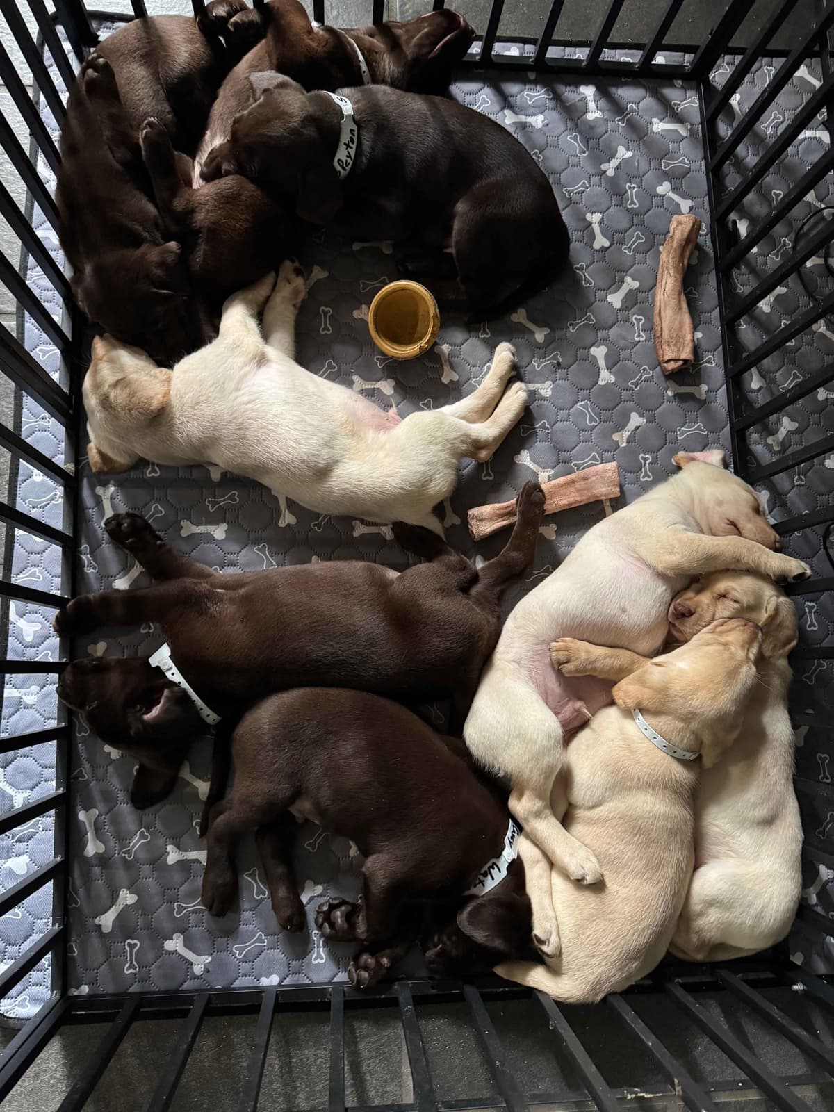 Labrador Retriever Puppies breeder image 3