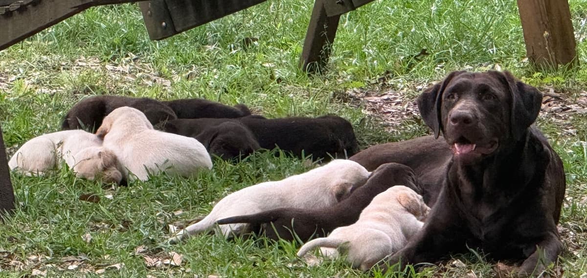 Labrador Retriever Puppies breeder image 1