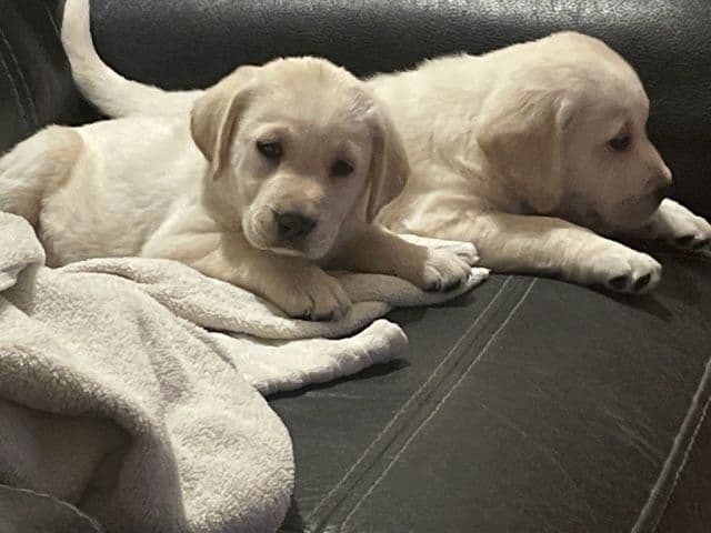 Yellow English Labrador Puppies breeder image 3