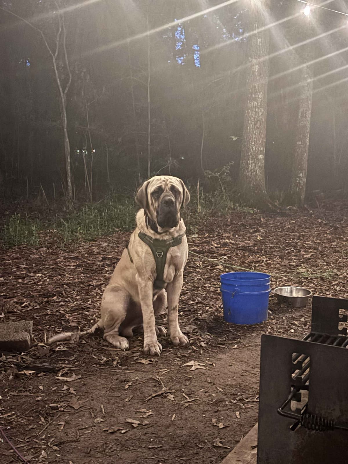 Krabbe Farmhaus Mastiff Puppies breeder image 3