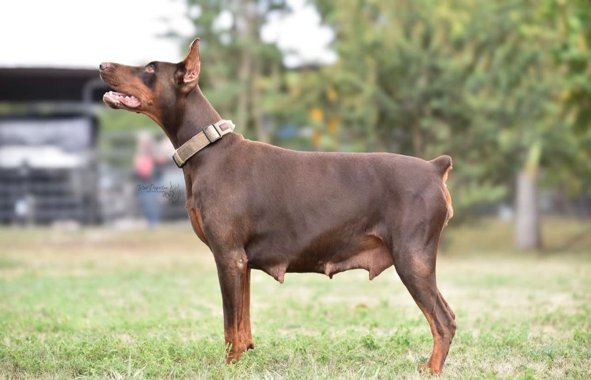 Doberman Pinscher Puppies breeder image 7