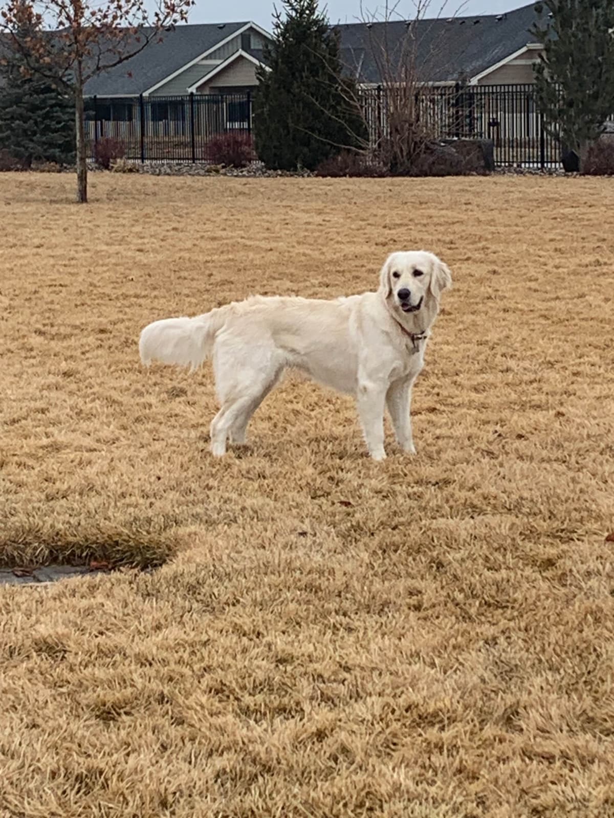 Golden Retriever Puppies breeder image 2