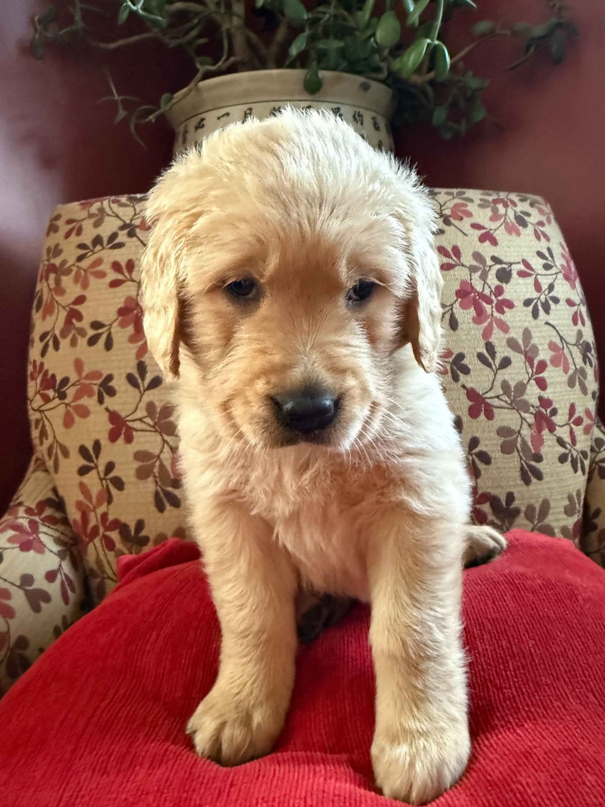 Golden Retriever Puppies breeder image 5