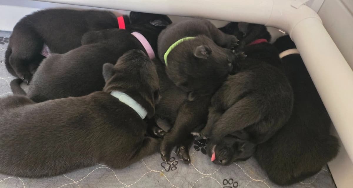 East German DDR working line German Shepherd Puppies All Black breeder image 4