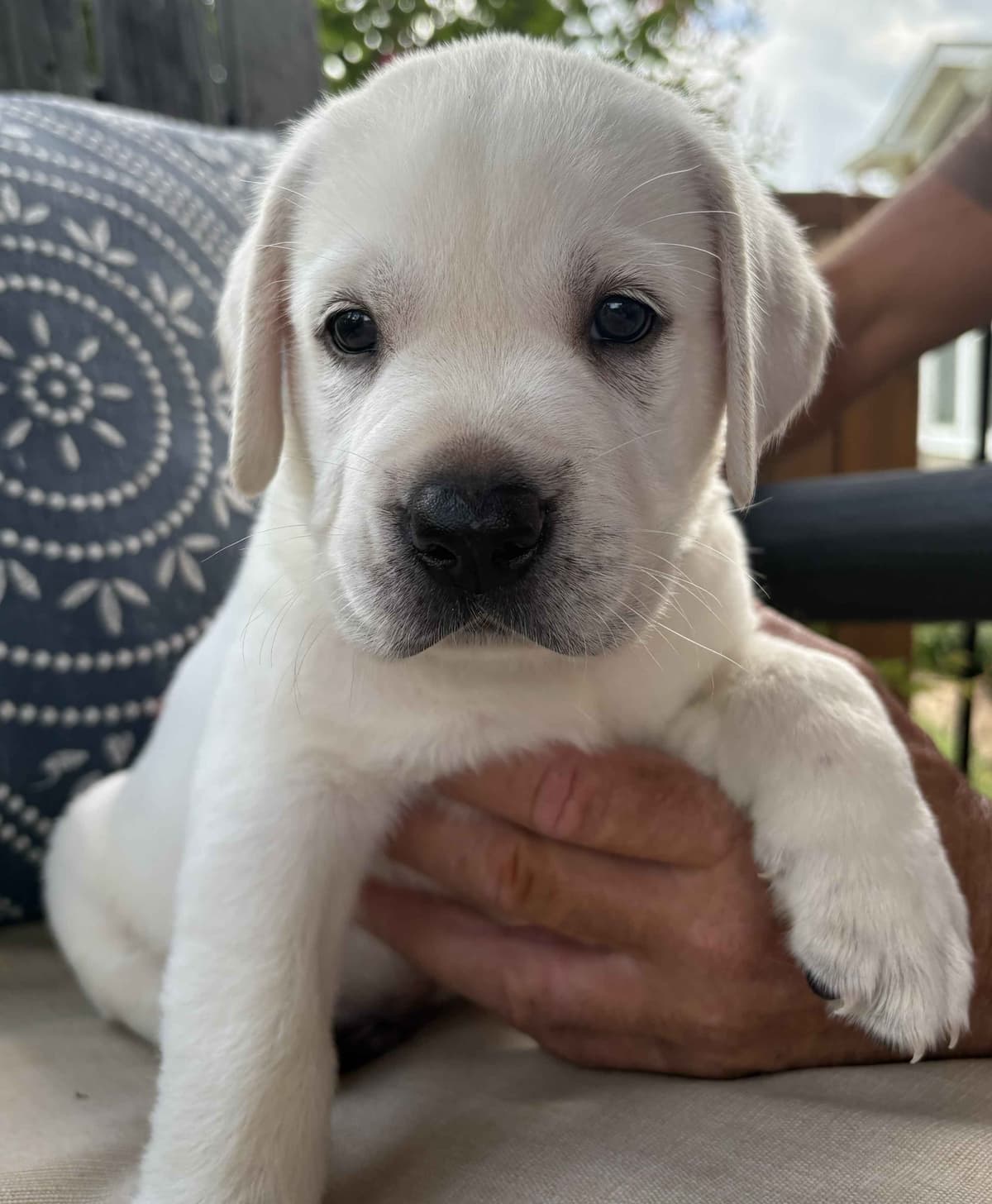 Labrador Retriever Puppies breeder image 4