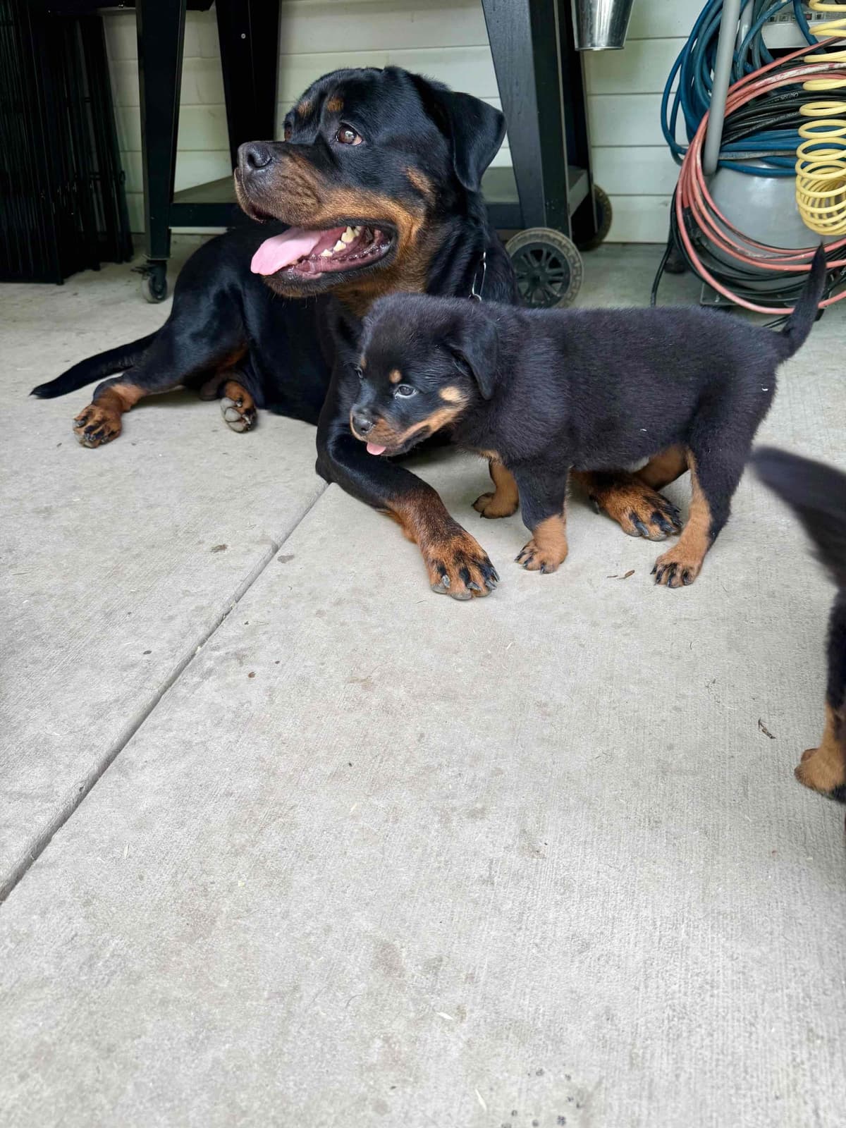 German Rottweiler Puppies, Champion and Working Bloodlines breeder image 14