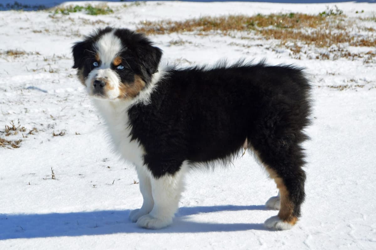 Australian Shepherd Puppies breeder image 5