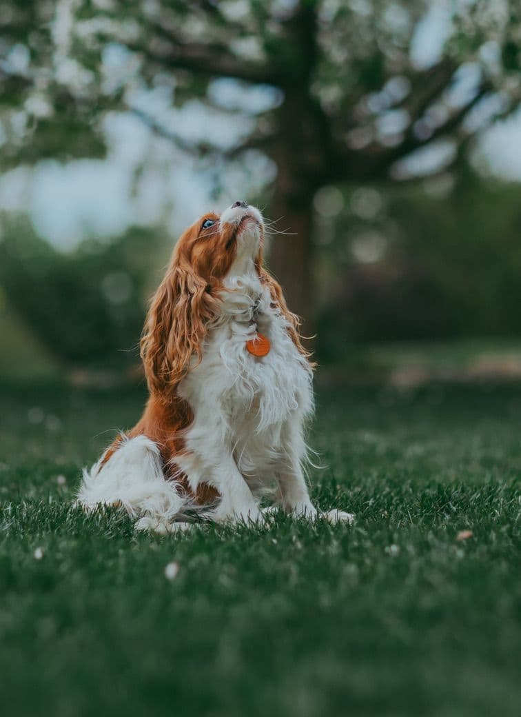 Double Champion Sired Blenheim Cavalier Puppies--Girls Available breeder image 8