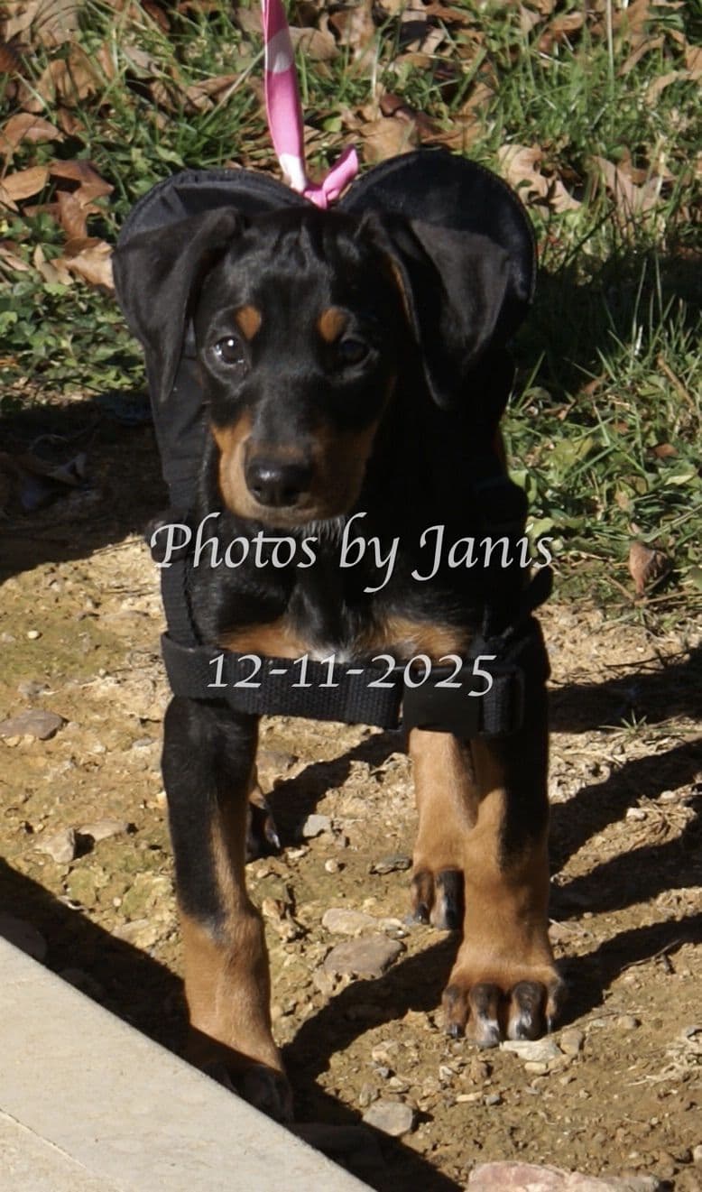 Doberman Pinscher Puppies breeder image 5