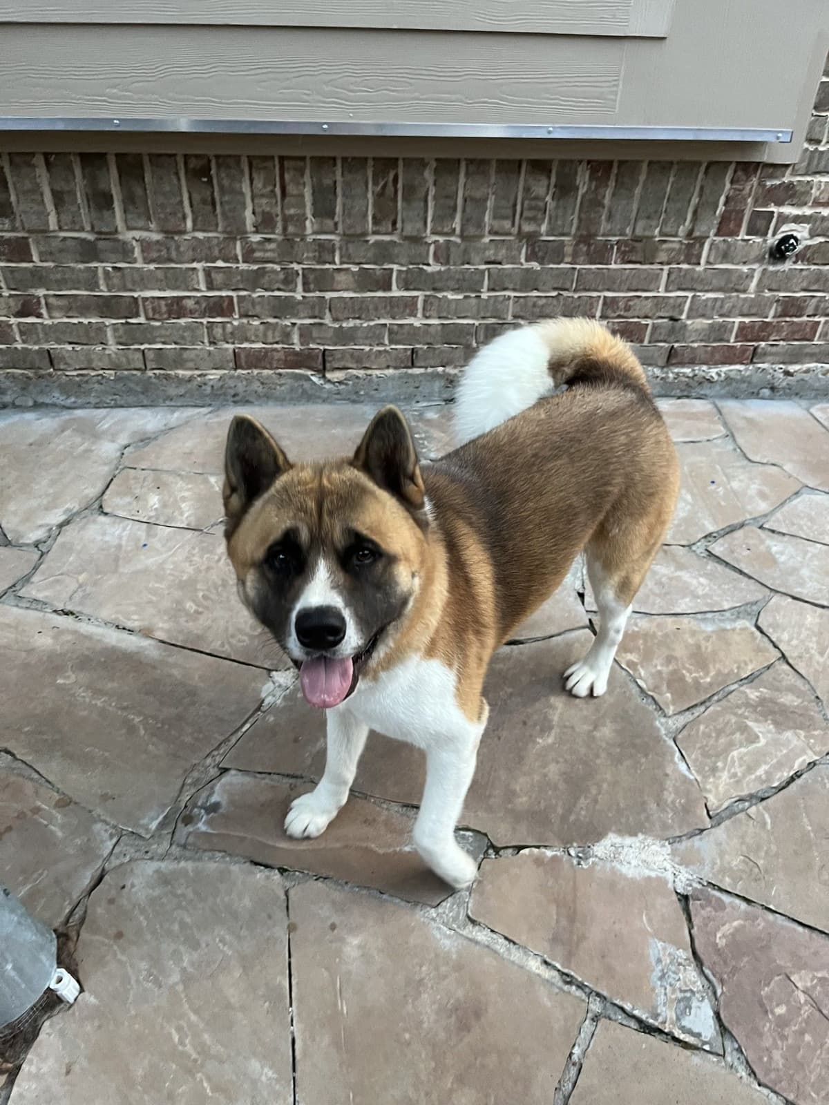 Akita Puppies breeder image 9