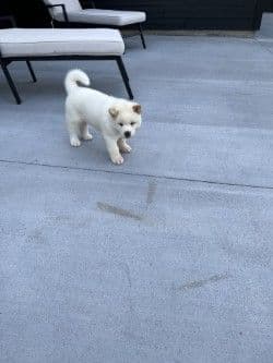Akita Puppies breeder image 18