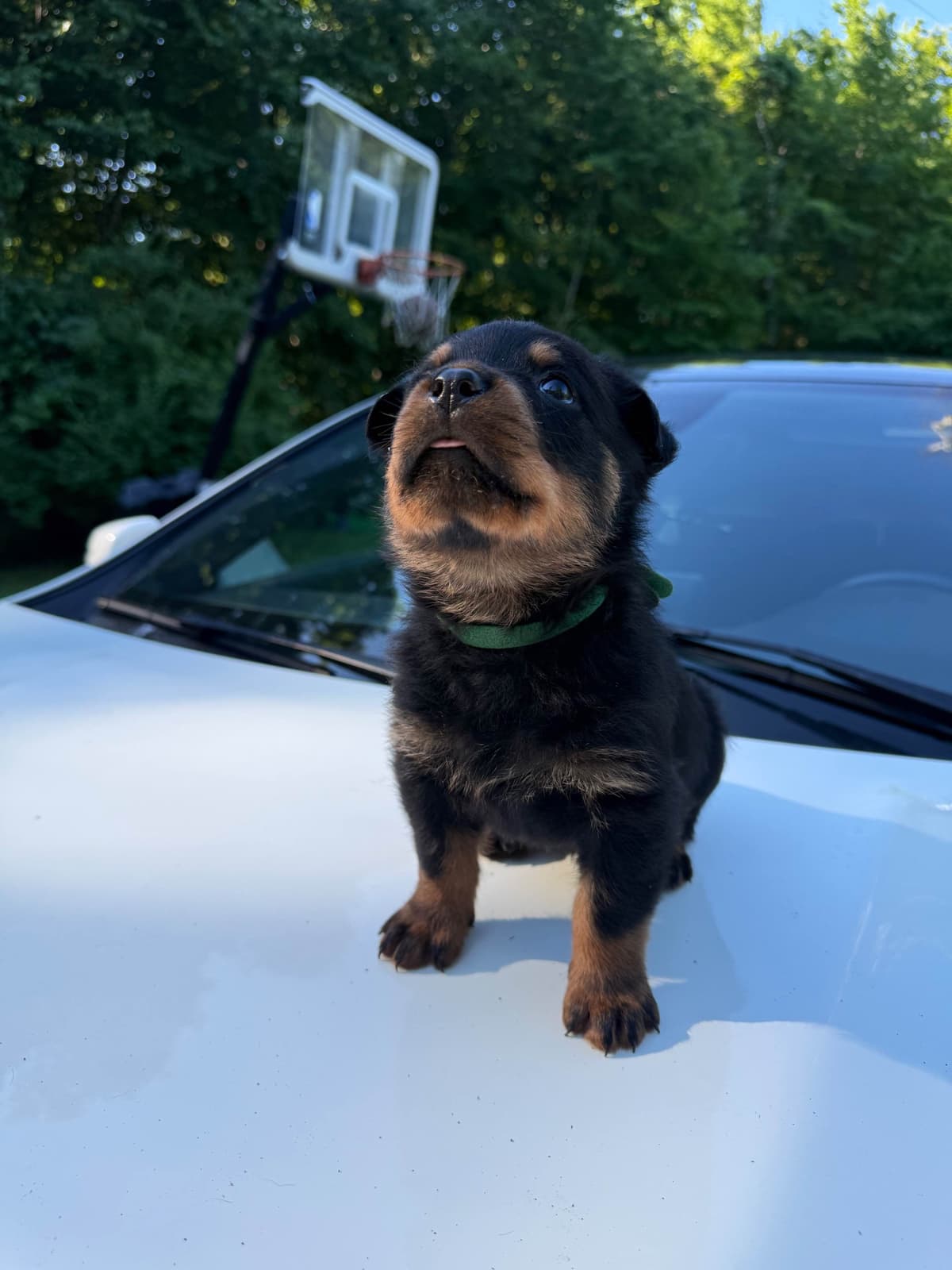 Rottweiler Puppies breeder image 6