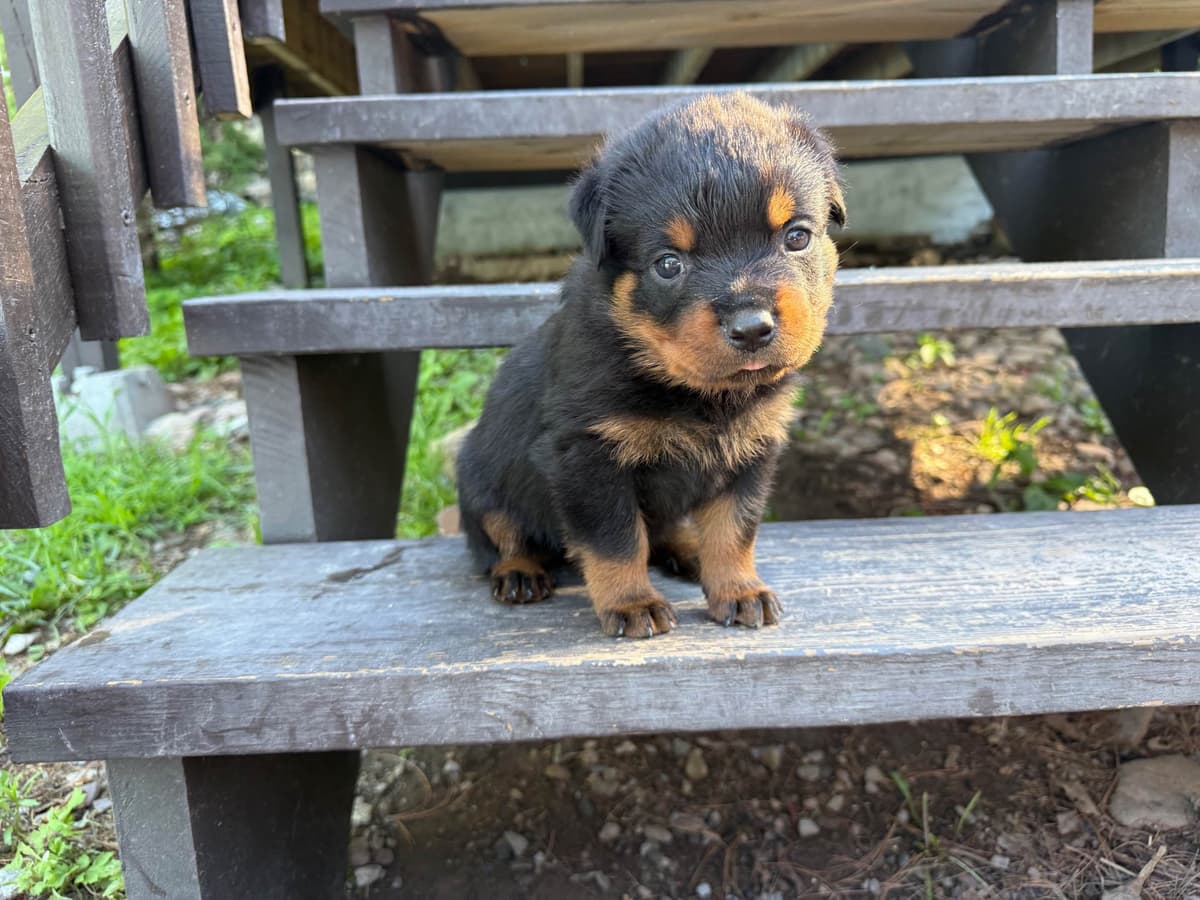Rottweiler Puppies breeder image 7