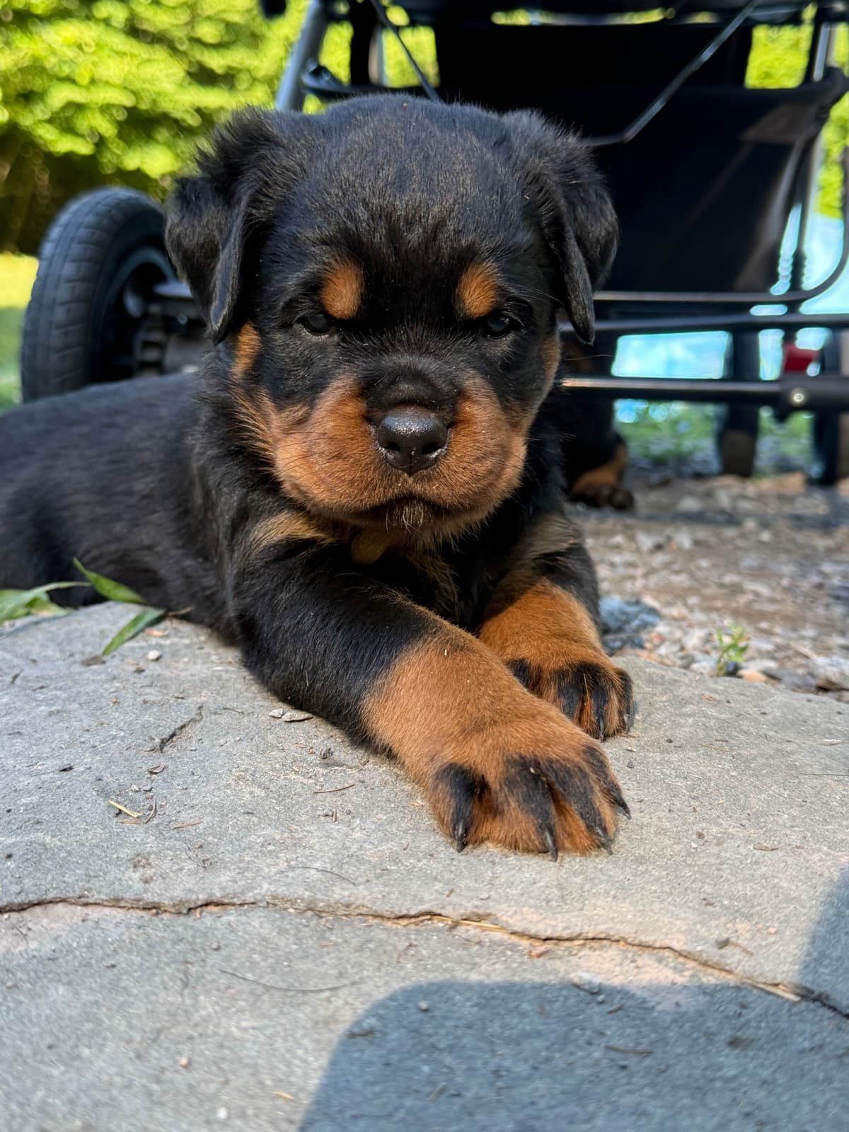 Rottweiler Puppies breeder image 9