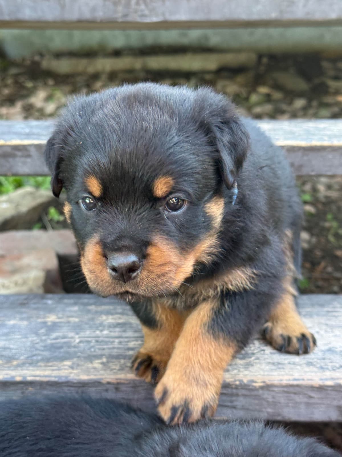 Rottweiler Puppies breeder image 10