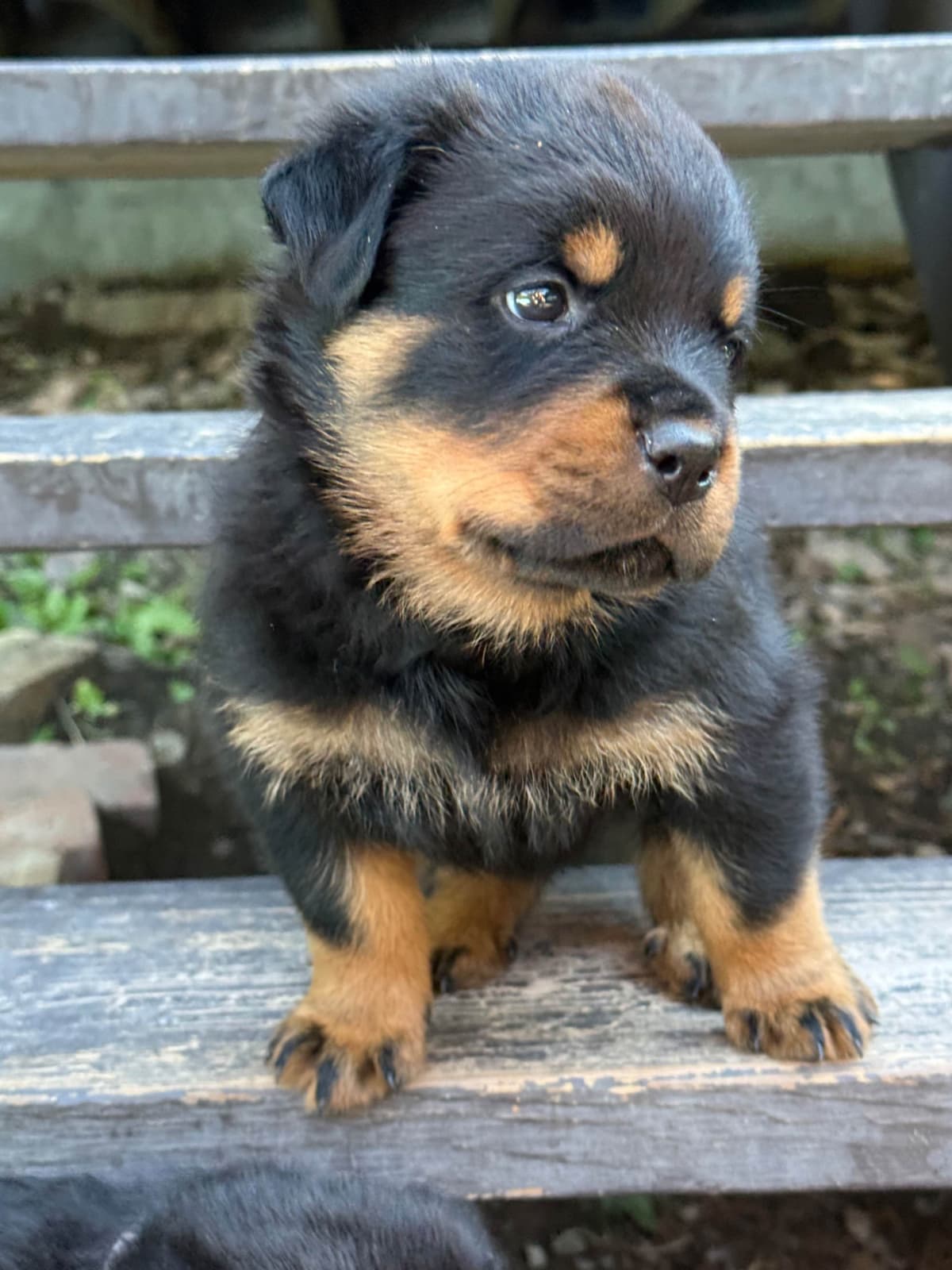 Rottweiler Puppies breeder image 12