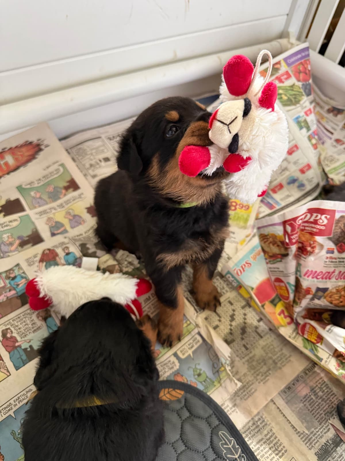Rottweiler Puppies breeder image 14