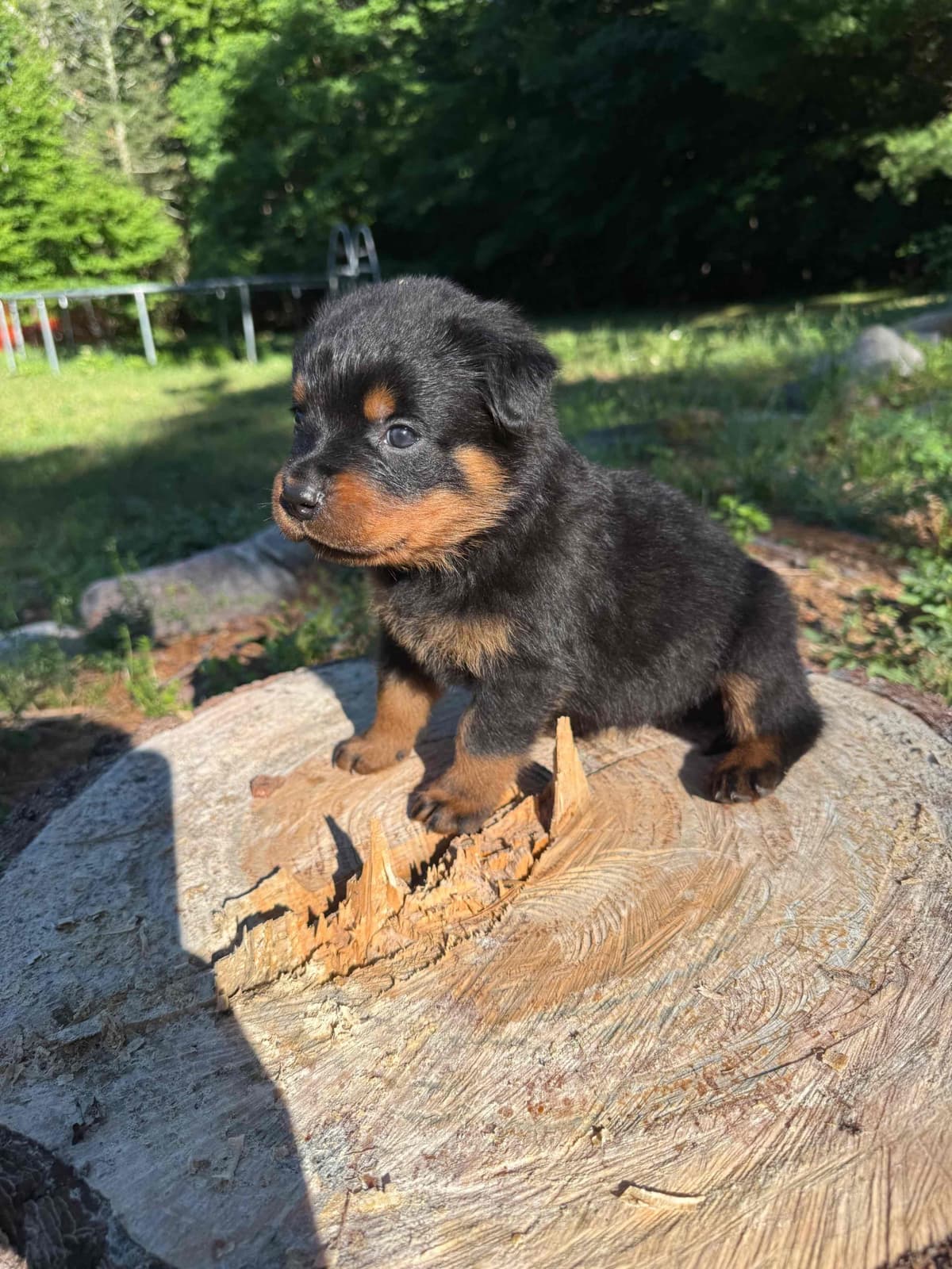 Rottweiler Puppies breeder image 17
