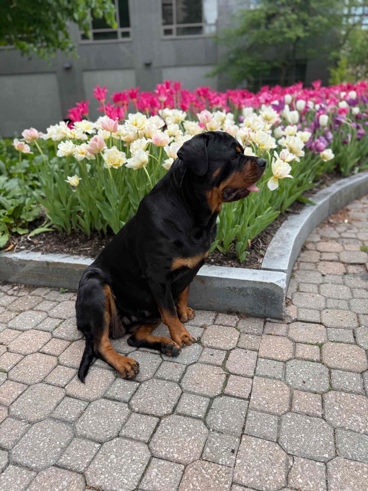 Rottweiler Puppies breeder image 19