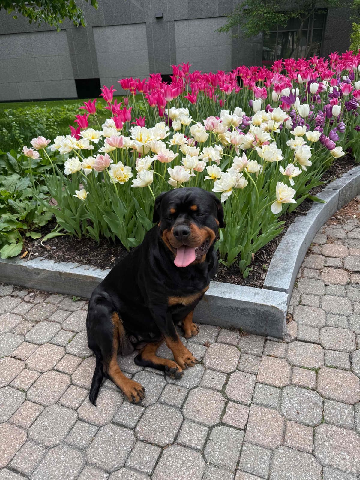 Rottweiler Puppies breeder image 22