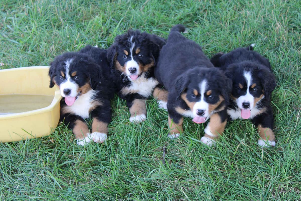 Bernese Mountain Dog Puppies breeder image 7