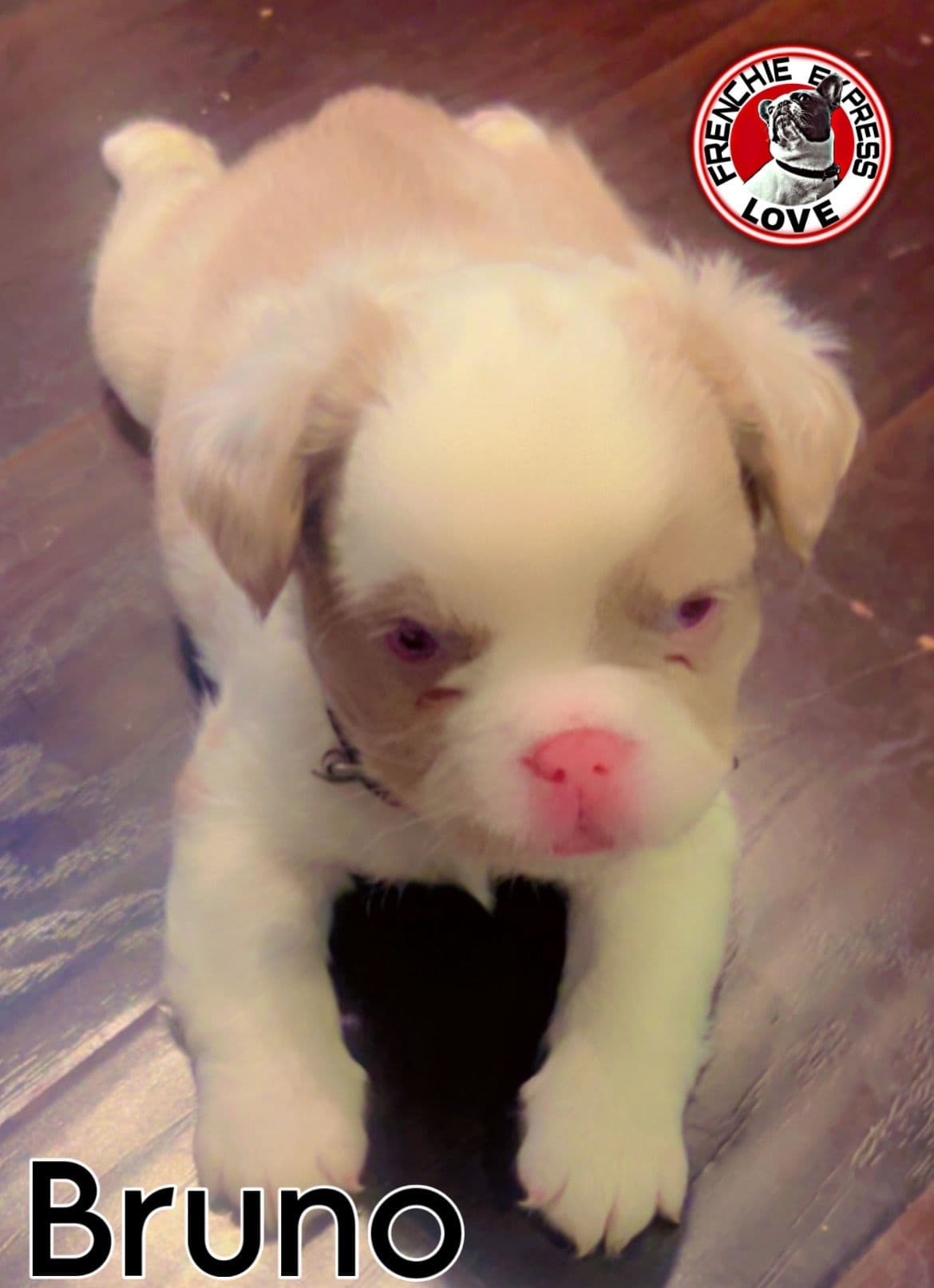 French Bulldog Puppies breeder image 5