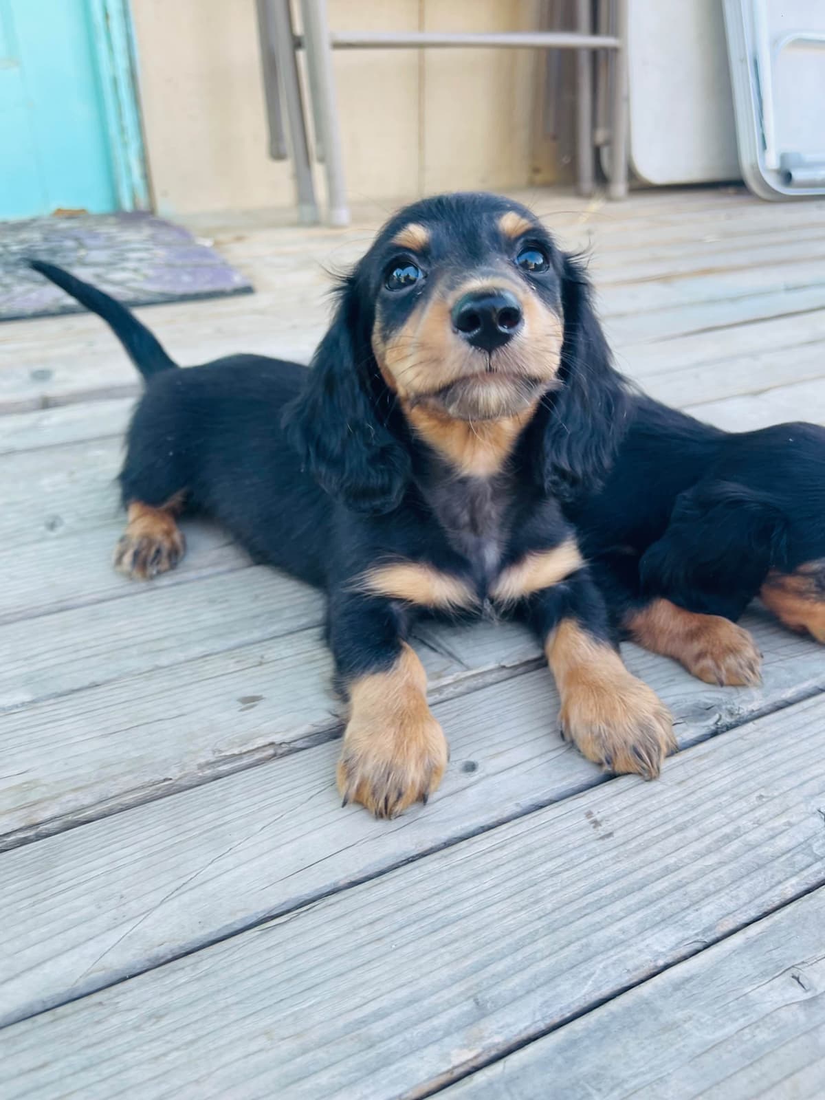 Mini Dachshund Puppies breeder image 15