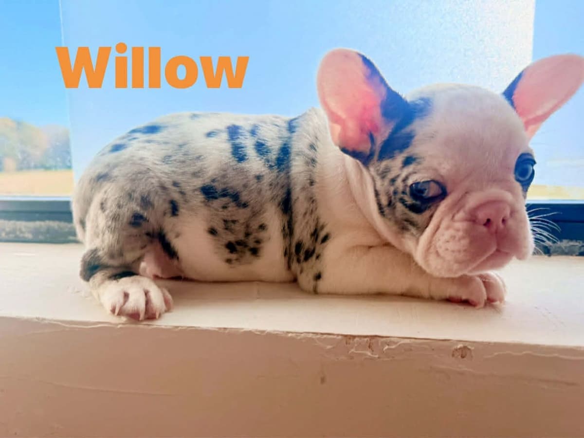 Merle French Bulldog Puppies breeder image 14