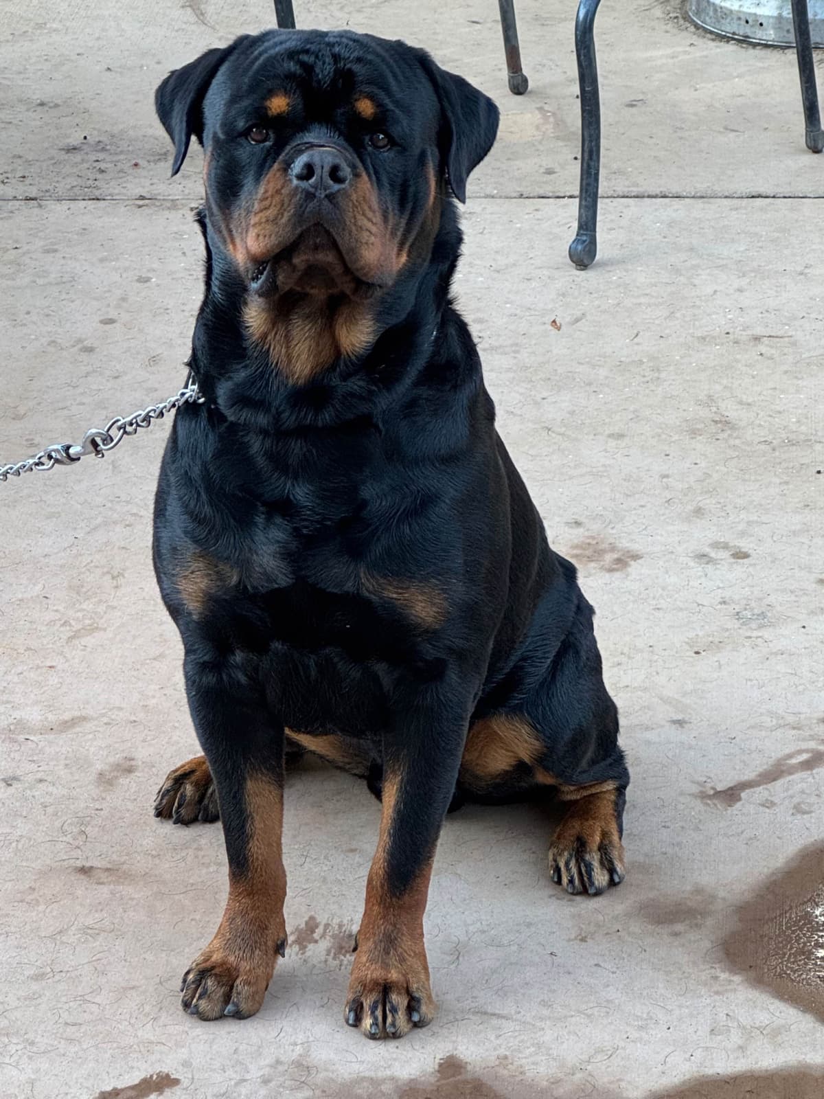 Rottweiler Puppies breeder image 7