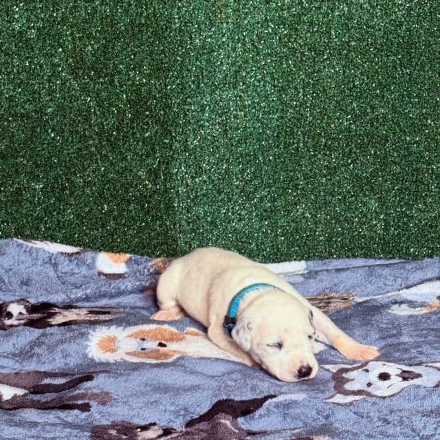 Dalmatian Puppies breeder image 5