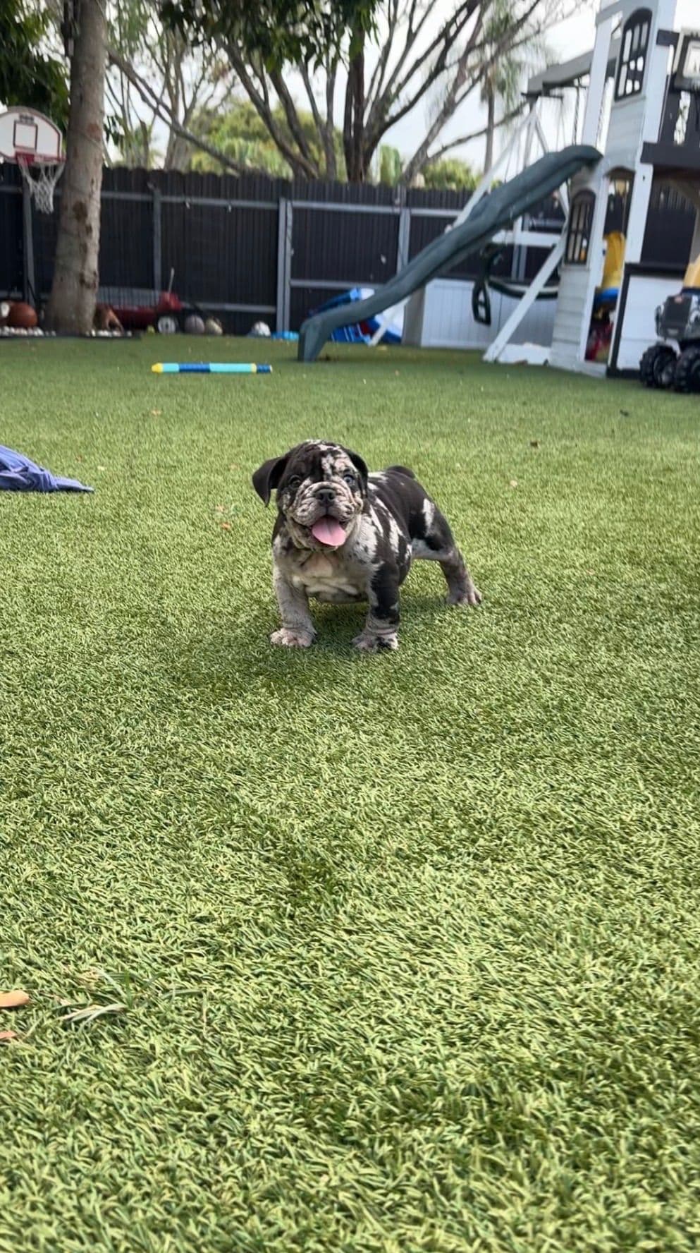 Bulldog Puppies breeder image 13